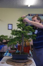 This Cypress had a very tall feel but the branches were too long giving the trunk less power