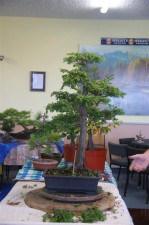 The tree was thinned and the branches shortened which improves the proportion of the trunk and makes the tree appear like a tall forest tree