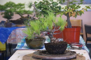 A lttle Pine with good trunk character as the main feature of the tree