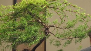 The first was a fairly young tree that had a thin trunk. Rather than making too many decisions, this one was better to remove some branches that will create problems and determine a trunk line