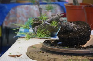 Branches wired and positioned and time to let it grow free for a while. No tips removed