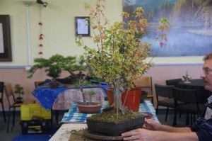 A Trident Maple with a good trunk but no real direction.