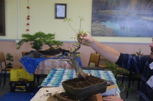 A good hard prune to determine the trunk line and direction. New branches will grow in abundance and be used to style the tree later