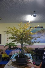 English Beech that was tall and overgrown but with good potential