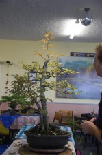 Just a clean out and prune for this one to keep the tree controlled and create more ramification. The top was left untouched to let it grow and get more taper off the trunk