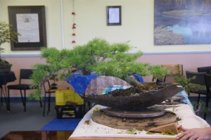 A beautiful Cedar that had more work than my photos show. Too much foliage here hiding the trunk and the tip hanging down making the tree look weak with a steady arch