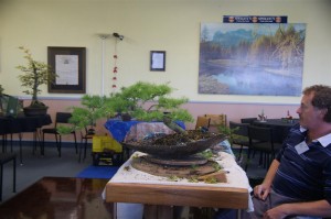 The tip raised for strength and branches thinned to show the movement of the trunk better. Lots of wire was applied to this tree but I don't have another photo.