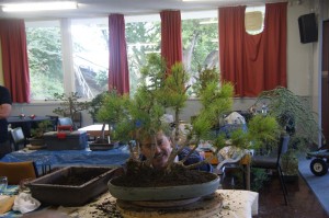 Some trunk angles changed for balance and the tree will be let settle and grow before working on the branches