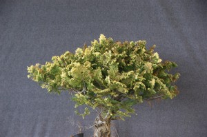 Another old Cypress with great trunk character but too much foliage. Just looks like a pom pom and lacks age to the design