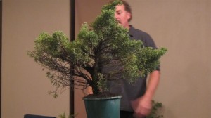 This older tree had been let go to far on the branching and lost internal foliage but the trunk was of a decent thickness.