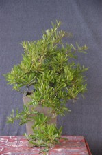 A nicely developing cascade Pyracantha that is due for a prune.