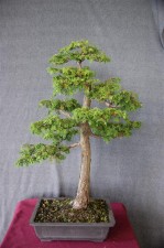 This one was used to show how to develop the apex and all the little branches were wired and positioned to give a broad rounded canopy which shows age. The rest of the tree will now be wired to complete the design and layer the tree