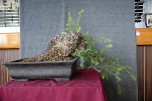 The branches were mostly too young to do too much with yet, but some were thinned and the trunk shortened to keep the foliage close to the trunk. This tree has a bright future and will have great character.