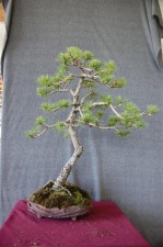 A beautiful Larch originally collected from the hills. Nice Literati feeling here but too many branches and too bushy.