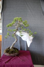 The front was rotated a bit to the left and some branches suggested for removal