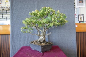 The front changed showing great flow to the trunk and better spread to the branches. Lots of foliage thinned out and some wiring to do.