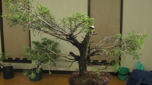 Hard pruning was done to reduce the height abd create back shooting to use for styling later. No tips were removed from the remaining branches so the tree could continue to grow free and keep the sap moving through the tree