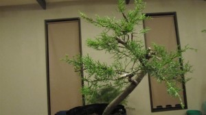 Extra branches were left on this one to use sacrificially to fatten the trunk before styling commences