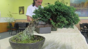 An old Hinoki Cypress that the whole top had died off leaving only this branch. Breat aged character to the trunk but too compact in the foliage making it look young
