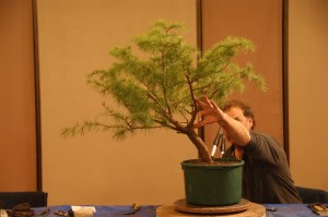 This Cedar had also been left get a bit wild andf had not had enough attention paid to a trunk line, so the job here was to select a future line for use and develop more branches.