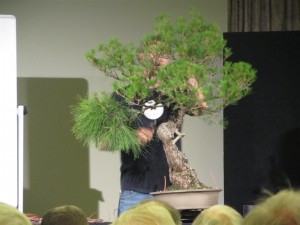 Ryan turned this 1951 Red Pine from this. (That is Ryan hiding behind the tree)