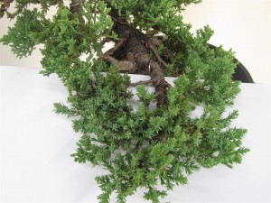 This is the second major branch on the middle right of the tree. More tips and internal growth here than above. I do not want to remove all tips at this time of year, and definitely no pinch pruning the branch as it will weaken the branch in the end.
