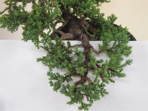 All internal unwanted growth is removed to open the structure of the branch, with all pruned branches being cut back to active growing tips on younger foliage.