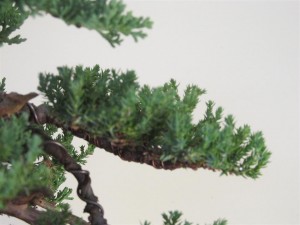 You can see the shape of the foliage  pad developing and how the structure of the branch is seen as the branch ages