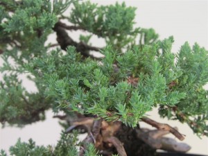 Every remaining branch and shoot has a growing tip still active ensuring the growth here still continues while supplying more sap to wanted areas of the tree