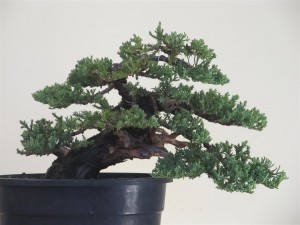 The growth appears more balanced over the tree after pruning. All those active tips will now wait for warmer weather to start growing stronger and the apex should now get its required supply.