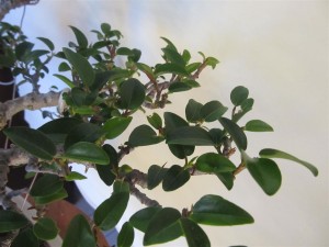 Taking tips out now will generate more back buds before spring. More shoots means more steady growth in the strength of spring also helping to maintain and produce small leaves.