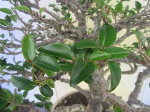 The shoot is pruned when the terminal leaf is pointing in the direction I want the growth to continue. It will be the leaves from the next flush of growth that will be the keepers, with the target leaf size the same as the small one in the middle of this photo