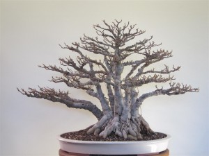 Defoliated and potted on 30 March 2013
