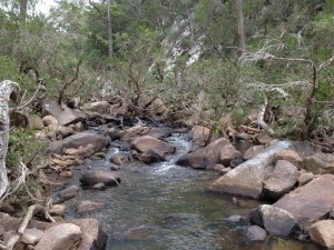 Looking up the creek with the trees growing towards you. The wet season is short in most of the temperate Australian bush, with mostly only summer storms providing heavy falls so the trees get plenty of time to recover from the pounding of heavy water