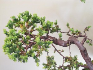 The same branch as earlier. Foliage now in a more manageable length