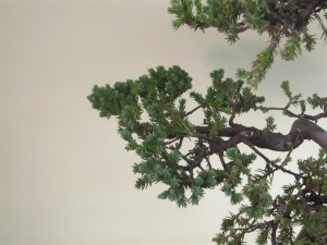After pruning the length back as well as opening up the inner structure of the branches. Note the remaining foliage has not had its tips removed so the tree does not have to produce them and can start to go freely earlier.