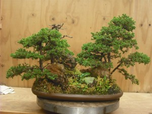 As it was when I received it. The main tree on the left had died a few years earlier and now the power of the trees goes right to left but the rocks go left to right.