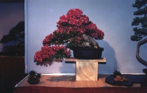 As it looked on display at BCI's 'IBC '95' Bonsai Down Under Convention in Sydney in August 1995. Even with all the flowers smaller in size than today.
