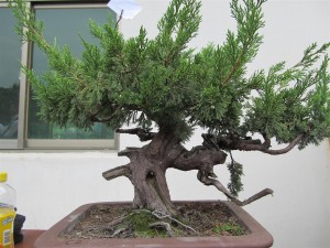 Loved this front and the movement the trunk presented