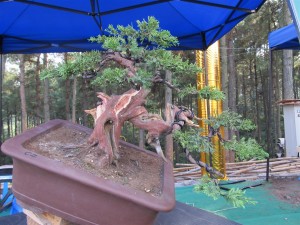 Reduced the bulk of wood on the left side of the trunk and some basic working of the large scar on the front of the trunk.
