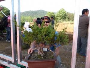 Happy with the results and enjoyed spending time with this tree.