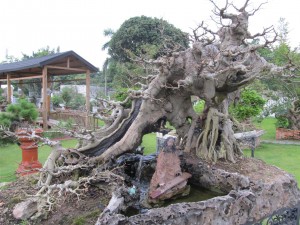 One of the most unique trees with a waterfall running down the hollow trunk.