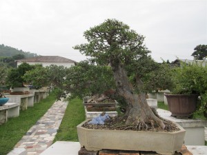 IMG_2823 (Large)