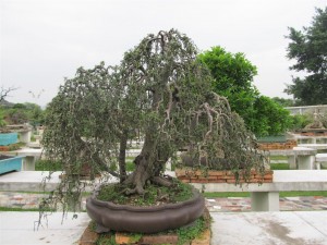 IMG_2824 (Large)