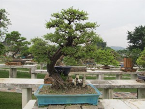 IMG_2827 (Large)