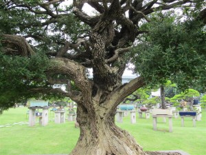 Close up of that trunk