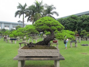 IMG_2867 (Large)