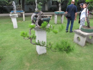 Free growth builds the strength of the tree