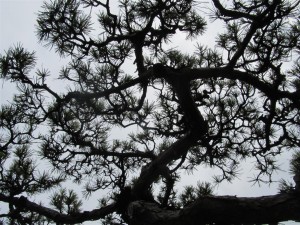 Beautiful Lingnan structure on old Pine
