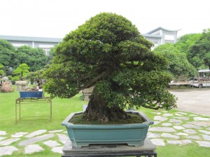 One of not many Azalea's that we saw